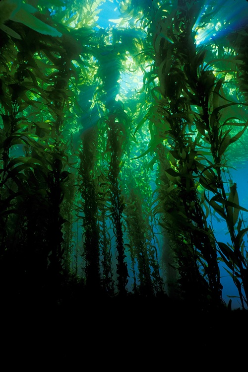 Hutan algae di bawah laut yang disinari cahaya matahari — dunia marine yang menjadi jantung THALGO Marine Beauty